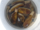 A nice bucket of tasty Razor Clams dug out on the coast.
