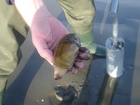 Digging Razor Clams