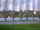 Lion's Field waterview through the poplars