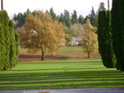 Lions Field - A corridor of conifers