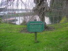 The Camerdown Elm
