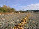 Silverdale Mill Park shoreline in the fall.