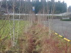 Swale between the lots. Detail of ecologically friendly design. Local northwest plants are used.