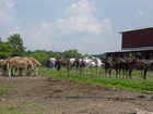 Horses at Ace Adventure Center in Minden, WV.  Excellent guides, healthy horses, fun trails, great views!