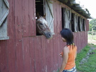 Stable of Ace Adventure Center in Minden, WV.