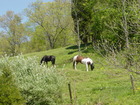 One of the perks of living in West Virginia -- if you don't have horses, maybe your neighbor does.  