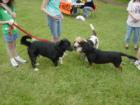 Bark at the Park is an annual fundraiser at Valley Park in Hurricane, WV.  It's a great place to let your dog socialize, do a little pet themed shopping or even find a new pet among the Putnam Animal Relief Center animals up for adoption.  