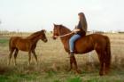 Relaxing With The Horses on a Ranch Outside of Jarrell
