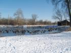 Wildlife at Northside Park - Sleeping Geese
