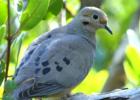Mourning Dove
      Ponce de Lion Park
      Punta Gorda, FL
      