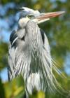 Great Blue Heron
      Ponce de Leon Park 
      Punta Gorda, FL
      2006 
      