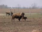 On the edge of town a Bison Ranch