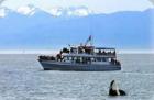 Whale Watching in the San Juans with Island Adventures