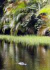Sanibel Island's untouched beauty, Lee County FL