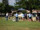 Saturday dog training at Waena Park