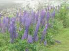 My wife loves these wildflowers seen all around the coast of Maine
