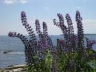More Wildflowers