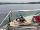 Chase enjoying Little Sebago Lake.