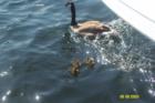 Mama Duck and her babies, just off the Everett Coast Line