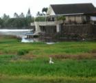 Geese, enjoying the wetlands