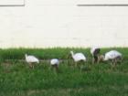 funky birds