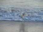 Egret That Just Caught His Breakfast