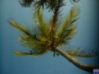 Typical South Florida coconut tree view.