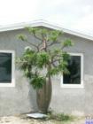 Mature cactus tree in Pompano Beach awaits as house is prepared for painting.