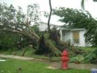 Fallen tree brings up roots and grass in one step. Luckily, this tree fell sideways and not 'roof-ways'. :)