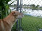 Great looking doggie takes a look at the lake while smelling the air for ???