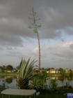 Moster Agave makes a desperate last attempt to shoot it's spike and reproduce before it dies. 