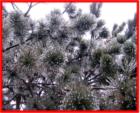 Ice coats long pine needles during the winter of 2007
