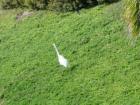 A frequent visitor in our La Costa neighborhood