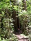 Jedediah Smith State Park, Del Norte County, CA