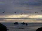 Pelicans flying over the Pacific at sunset, Del Norte County, CA