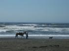 Horses on Kellogg Beach, Del Norte County, CA