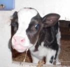 There Are Dairy Farms In Littleton Supplying Milk To The Houlton Farms Dairy.