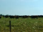 Predicting The Weather With Cows..How Many Are Laying Down?