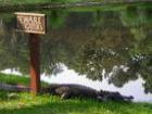 Hilton Head's Unfriendly Guests