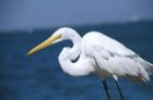 Plentiful wildlife