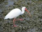 Ibis