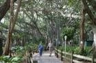 Along Banyan Trees, Edison Ford Winter Estate, Fort Myers