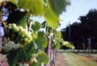 Alva vineyard, Florida