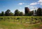 Alva vineyard,FL