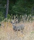 White Tailed Deer Faun