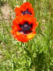 Summer Poppies