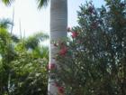 Garden Palm Isles, Fort Myers Beach FL