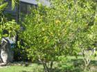 citrus in January, Fort Myers Beach, Fl