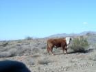 A frequent visitor to Chloride