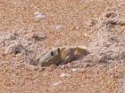 Ghost Crab Peek-A-Boo